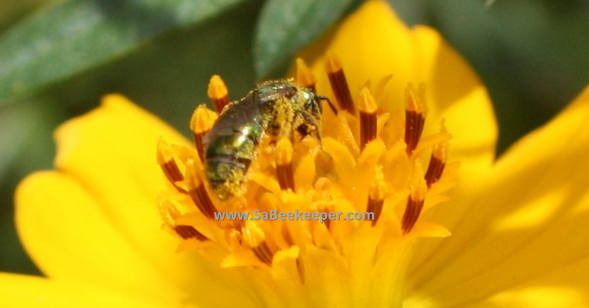 a close up of the sweat bee on cosmos