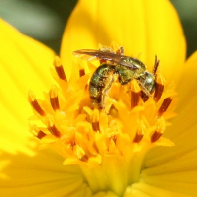 Green Metallic Sweat Bee on Flowers