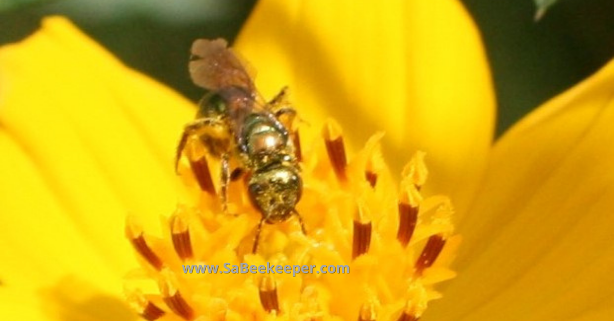 the face view of the green sweat bee on the flower