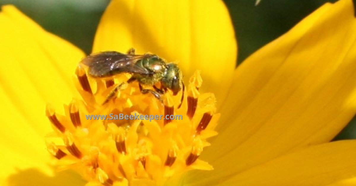 yellow cosmos flower with a green metallic sweat bee foraging and collecting pollen