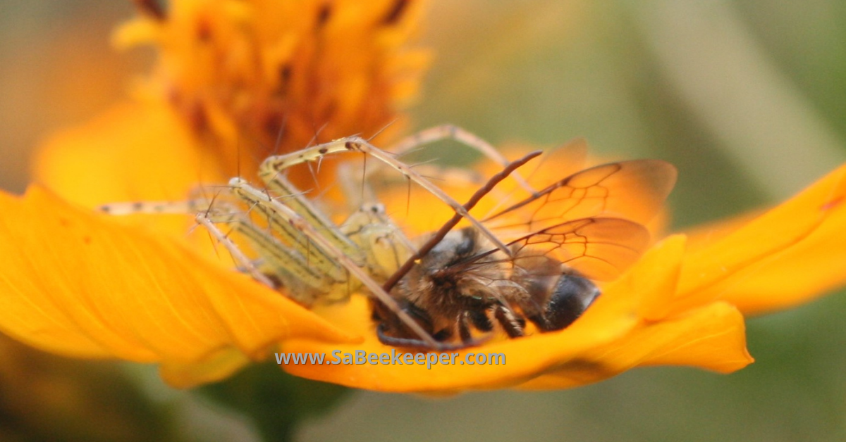 poor honey bee and a spider that has caught it