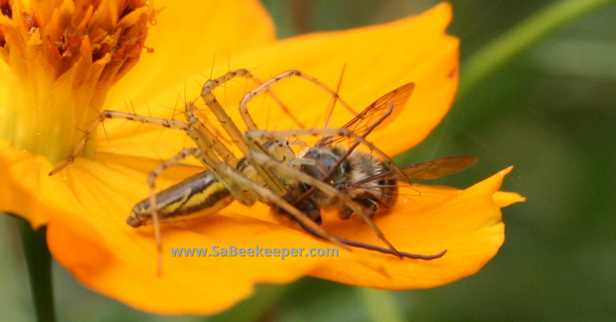 a spider catches a honey bee on flowers