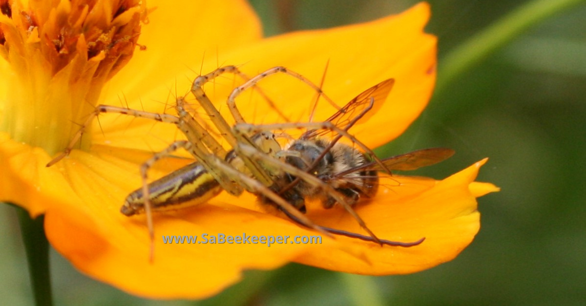  a spider catches a honey bee on flowers