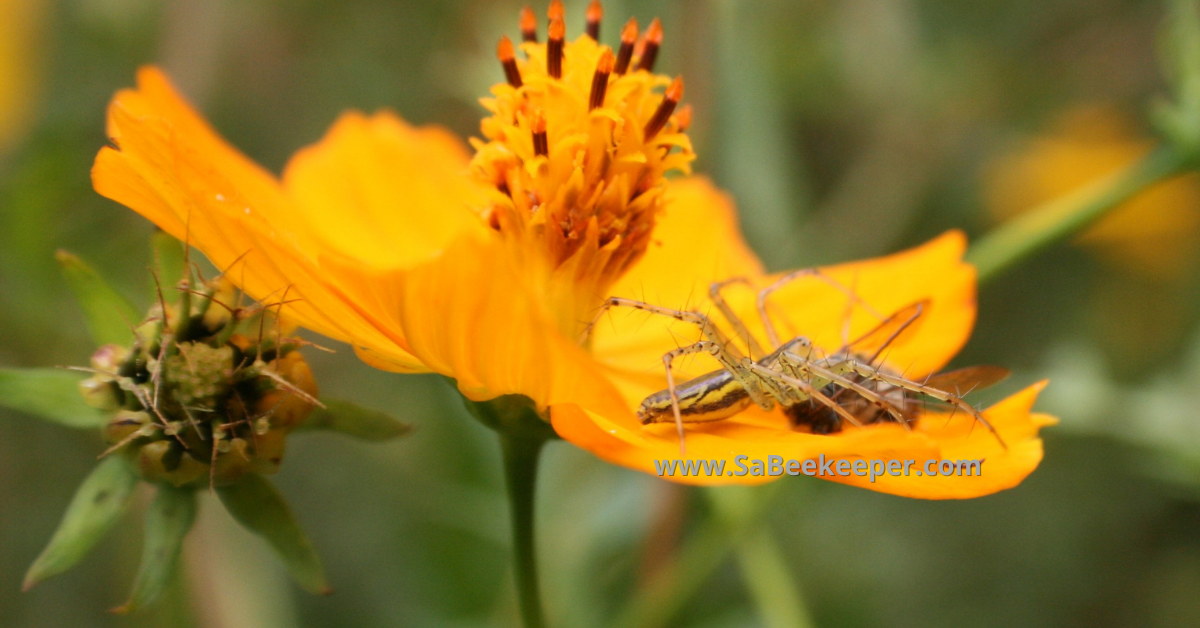 spider caught a honey bee on petals of the cosmos