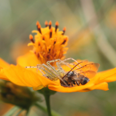 Spider Catches a Bee for Prey