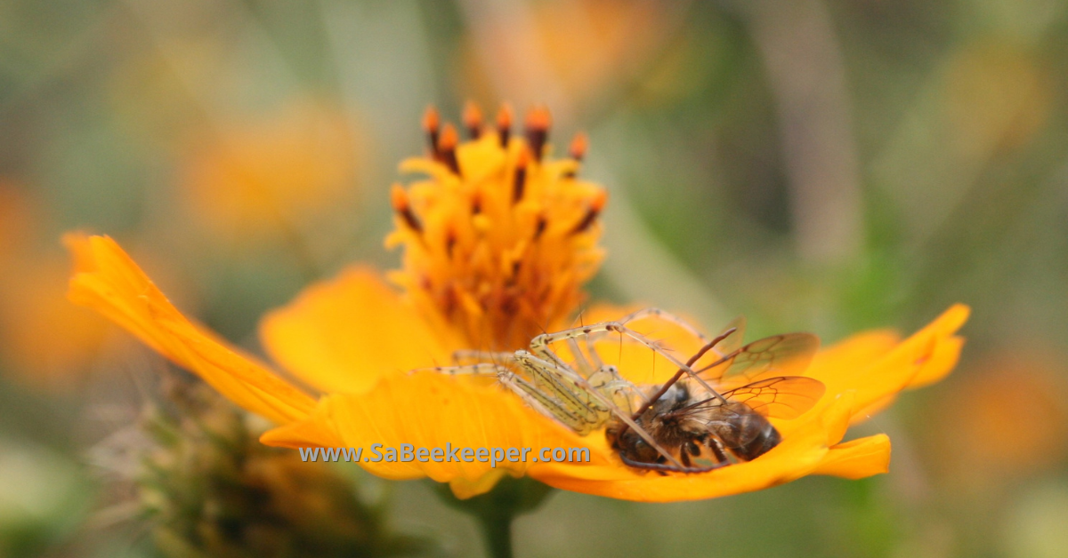 a yellow cosmos flower and a honey bee caught by a spider