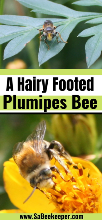 Pinterest image of A Hairy Footed Plumipes Bee. 