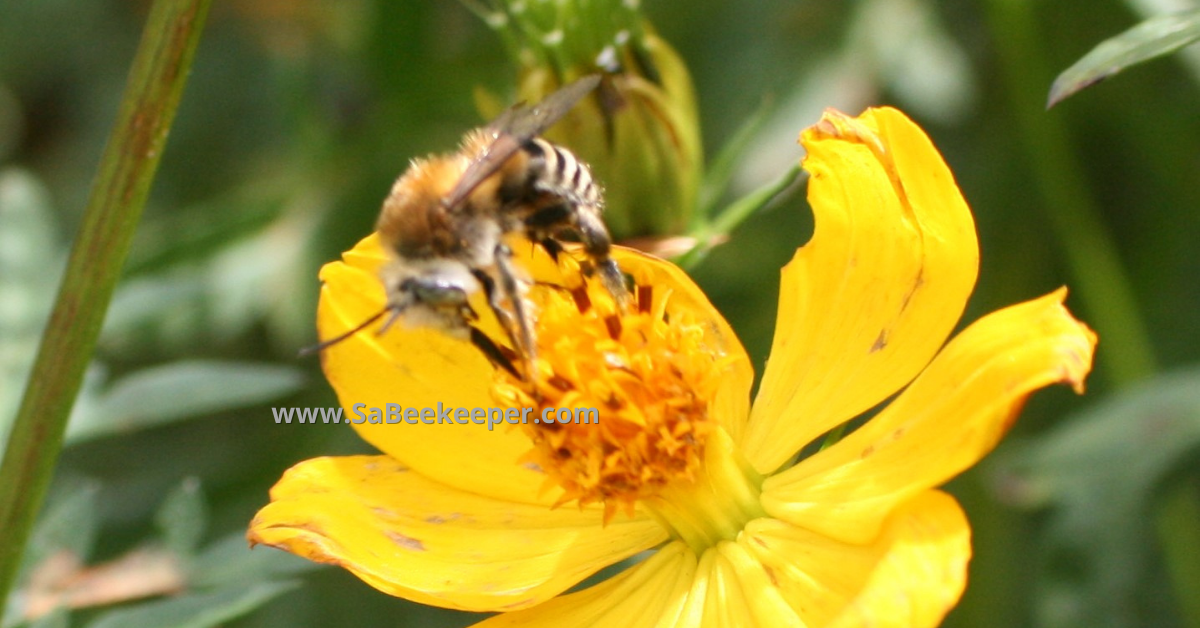 a plumipe bee on yellow cosmos flowers