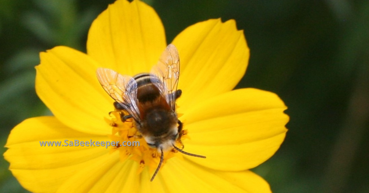 plumipe bee on the flowers foraging.