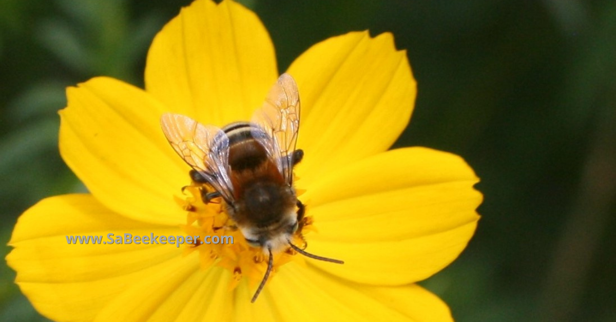 plumipe bee on the flowers foraging. 