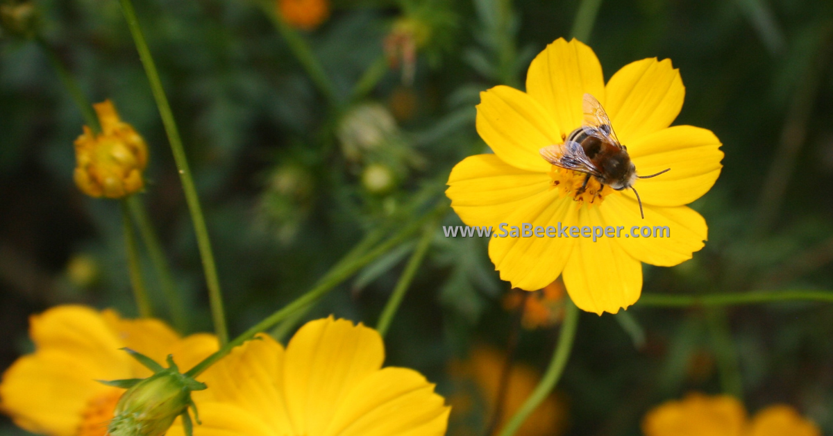 a hairy footed flower bee called a plumipe bee on cosmos in the garden