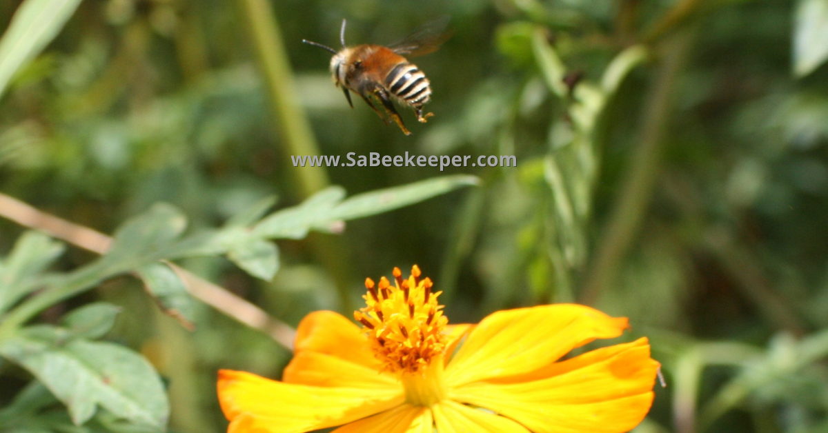 a plumipe bee of to another flower