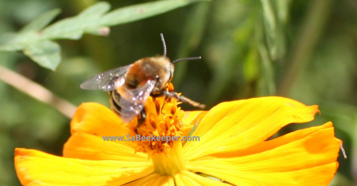 a subfamily of the bumblebee is the plumipe bee