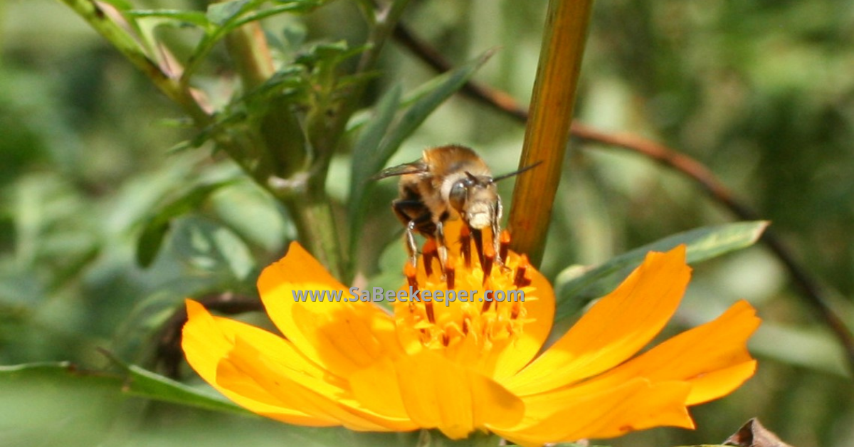 a front view of the bees face and the unusual nose