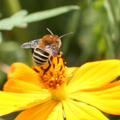 A Hairy Footed Plumipes Bee