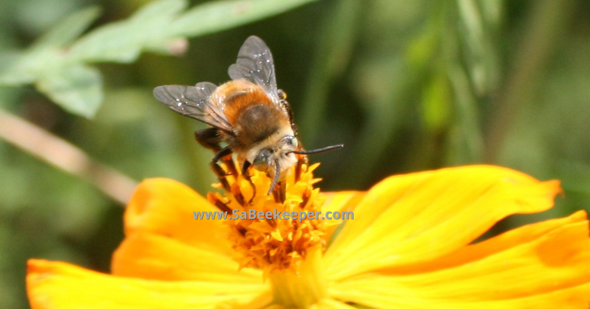 close up of the front of the plumipe bee