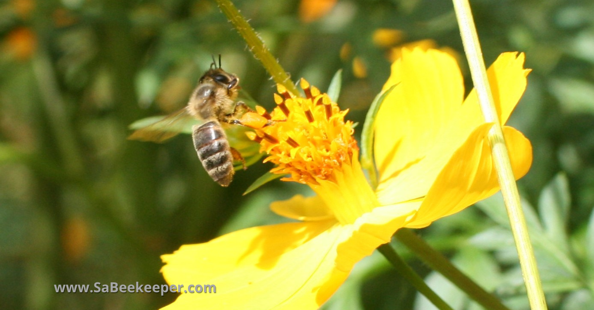 A darker honey bee called carniolans honey bee on a cosmos flower