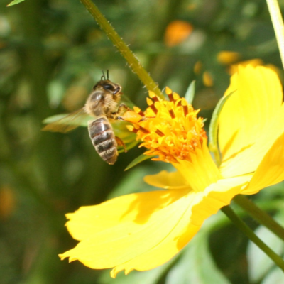 Different Honey Bee Species