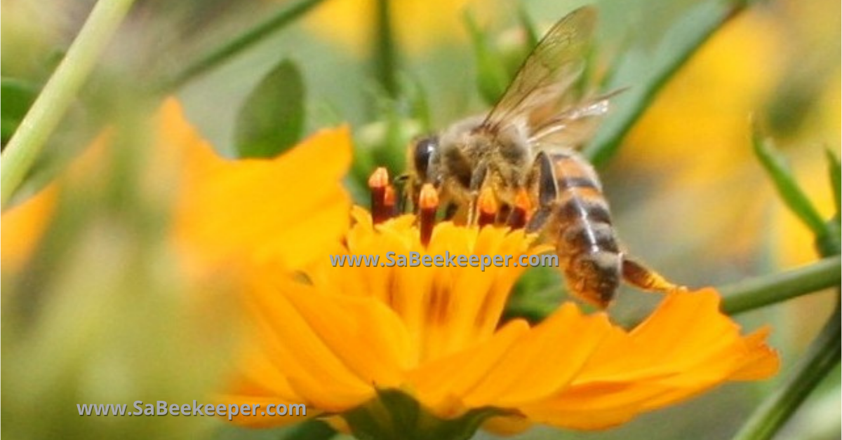 A Carniolans, honey bee species. That is the same subspecies as the dark bee but has more gold on the upper abdomen on flowers