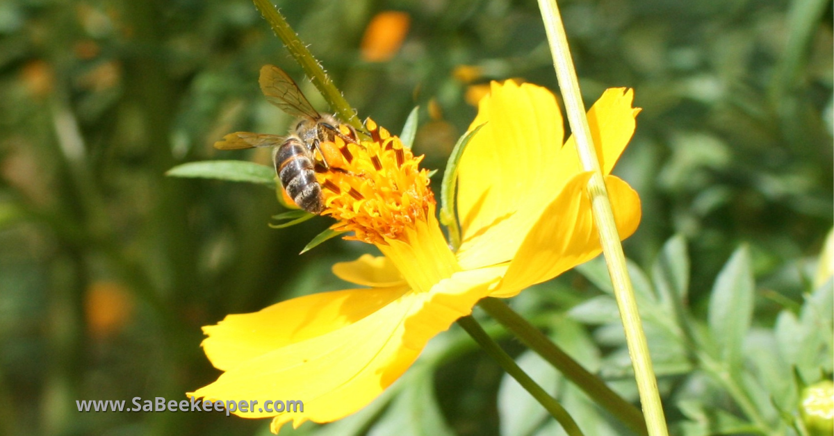 a darker honey bee called Carniolans, honey bee species on yellow cosmos flowers