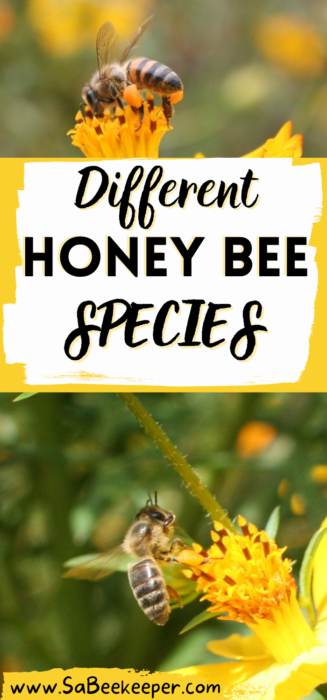 a pinterest template of different honey bee species