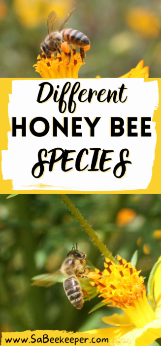 a pinterest template of different honey bee species
