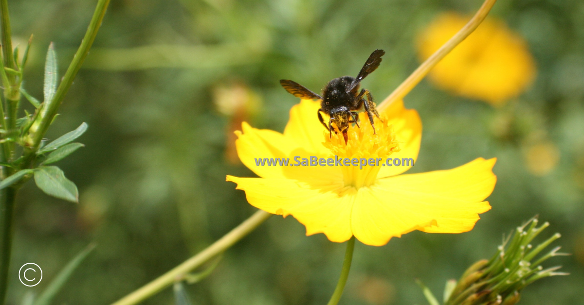 a black bumblebee on cosmos flowers full of pollen