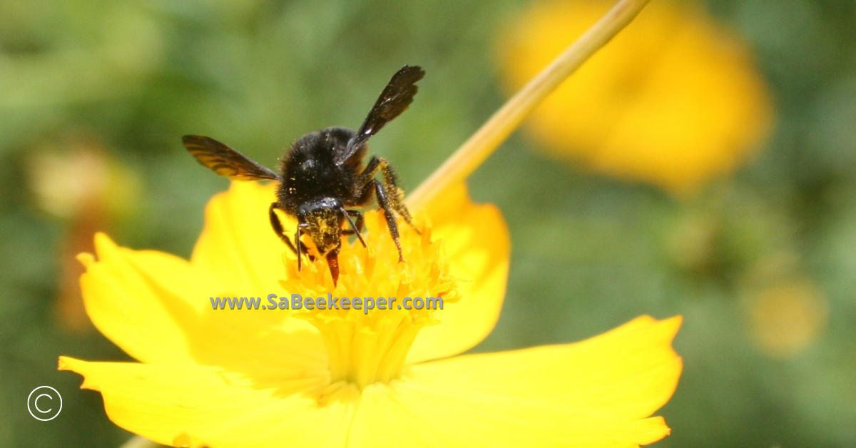 a close up of a black bumblebee on cosmos flowers full of pollen