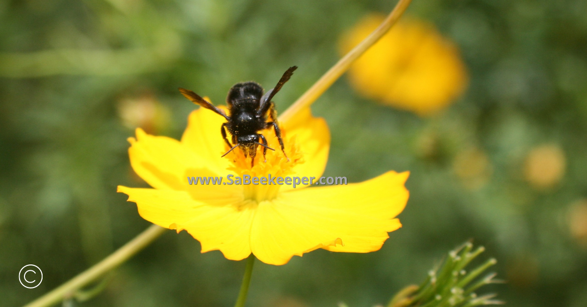 social black bumblebee on cosmos flowers