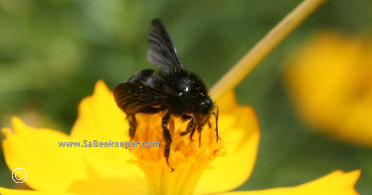 digging for nectar a black bumblebee on cosmos flowers