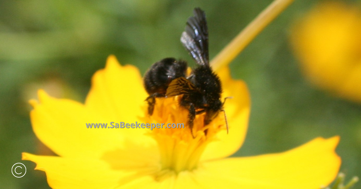 a black bumblebee on cosmos flowers