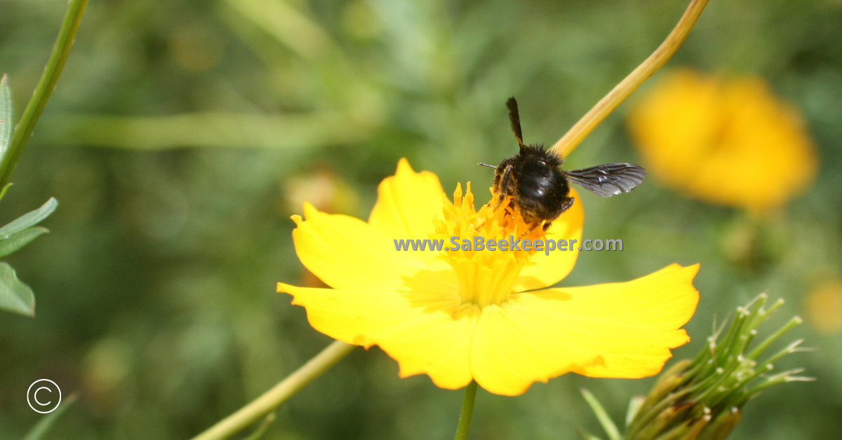 the rear of a black bumblebee on flowers being social