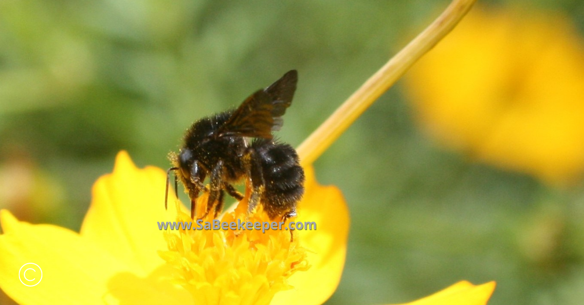 full of pollen this social black bumblebee