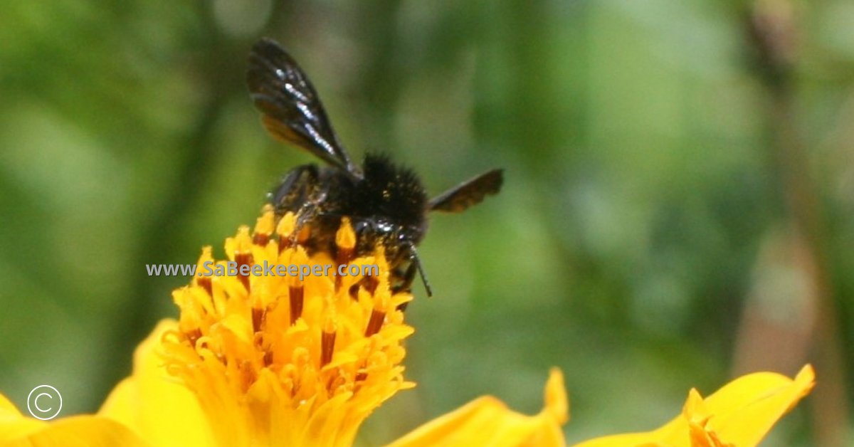 dark wings and hairy body and legs of a black bumblebee