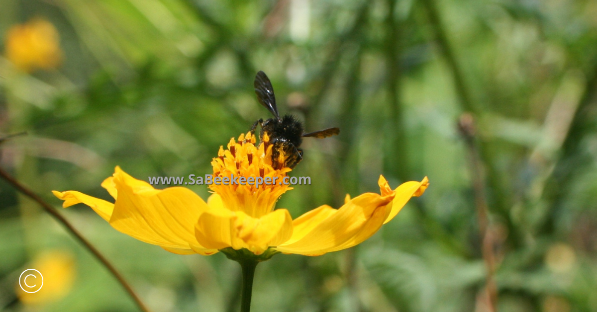 a black bumblebee on cosmos flowers