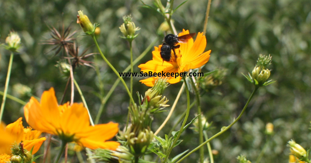 a black bumblebee on cosmos flowers