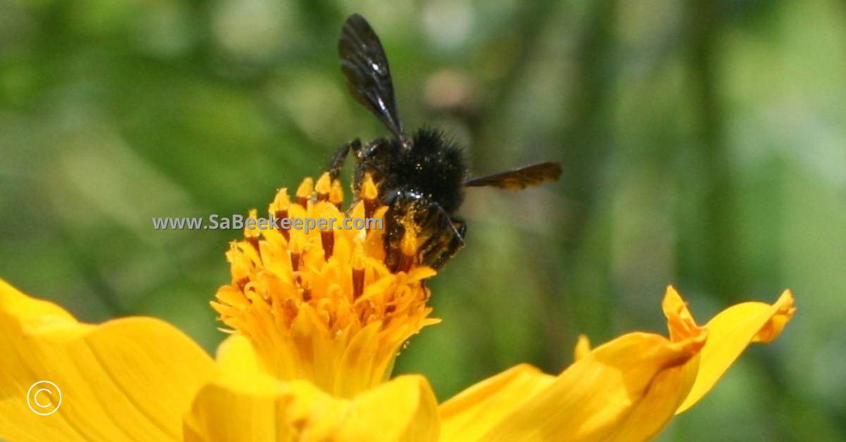 a black bumblebee on cosmos flowers