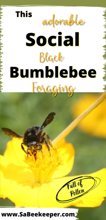 A Pinterest image of this adorable social black bumblebee foraging