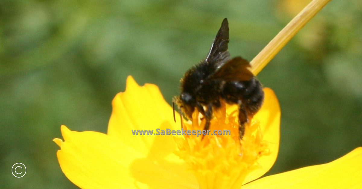 close up of a black bumblebee on cosmos flowers