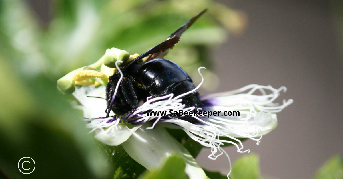 a photo of the carpenter bee on a passion fruit flower digging down for nectar