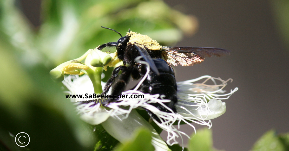 a carpenter bee full of pollen after foraging for nectar. she is about to leave to another passion fruit flower