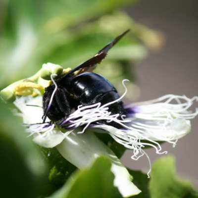 Carpenter Bee Pollinates Passion Fruit Flower