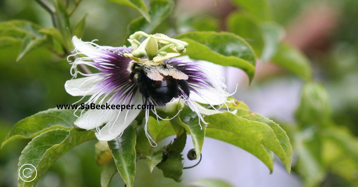 a carpenter bee foraging a passion fruit flower