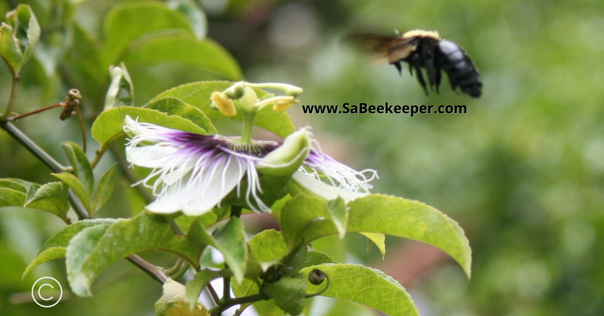 The buzz of a carpenter bee cant be missed as she flies around to different passion fruit flowers 