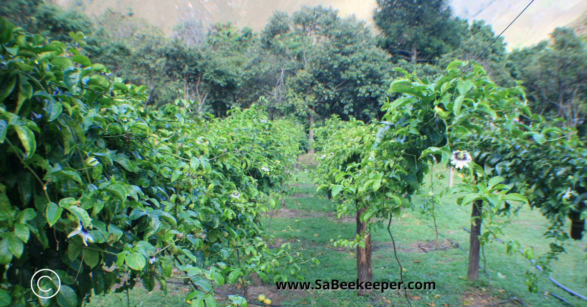 the passion fruit vines showing some flowers on the vines. These are a few but more will come in time.