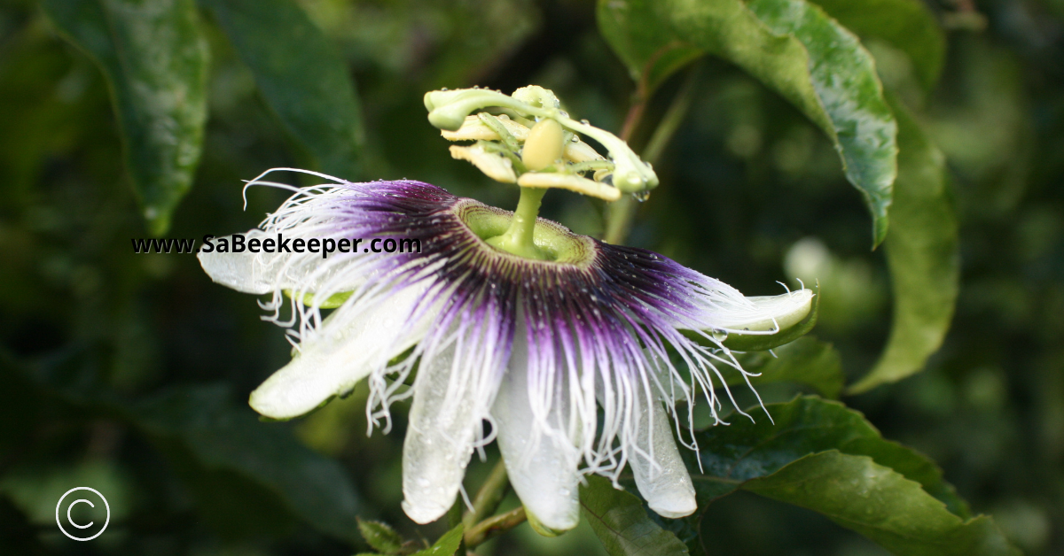 A passion fruit flower describing all its components.