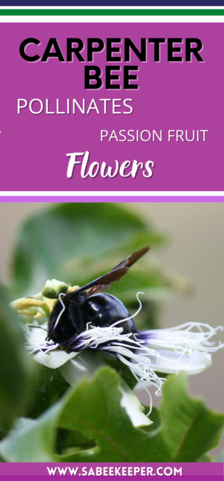 Pinterest image of Carpenter bee pollinates passion fruit flowers
