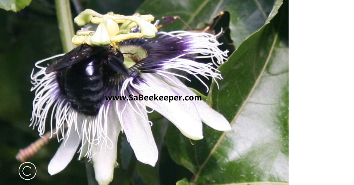 a close up of the passion fruit flower and a carpenter bee foraging for nectar