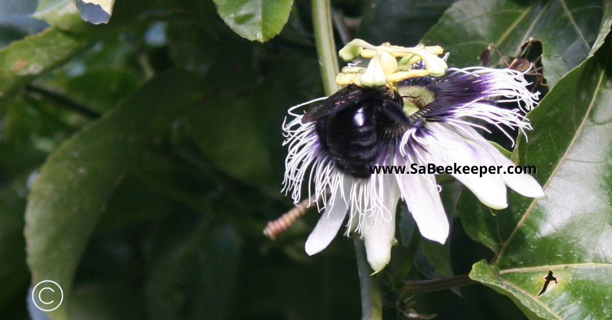 a passion fruit flower being pollinated by a large black carpenter bee and collecting pollen in the process.