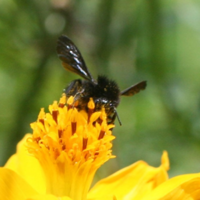 Social Black Bumblebee Foraging